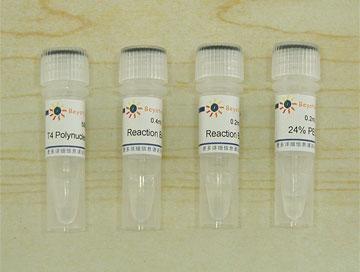 T4 Polynucleotide Kinase